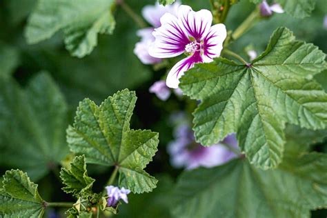How To Plant, Grow and Care For Scented Geraniums.